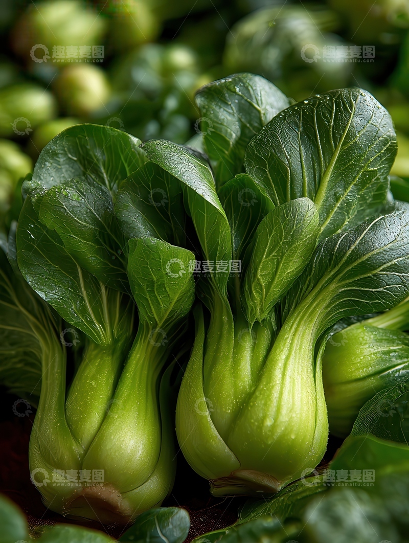 高清大图下载【趣麦麦图】上海青  青翠  鲜灵 