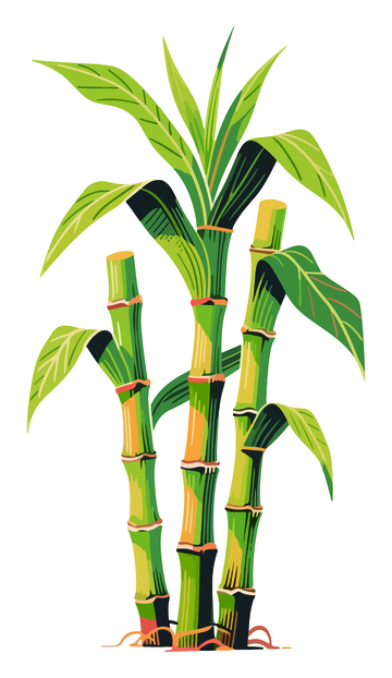 卡通风竹子插画设计素材