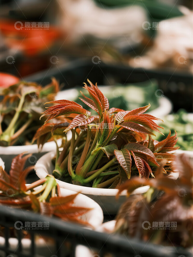 高清大图下载【趣麦麦图】香椿  春味  清香 
