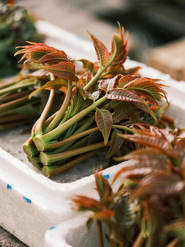 香椿  春味  脆嫩