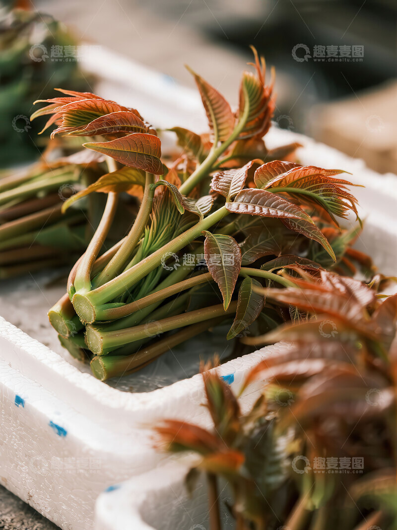 高清大图下载【趣麦麦图】香椿  春味  脆嫩