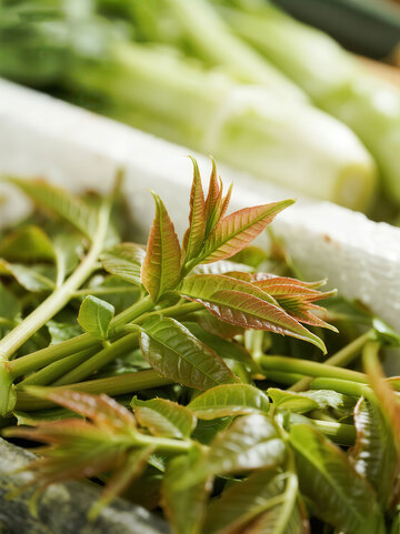 香椿  春味  清火