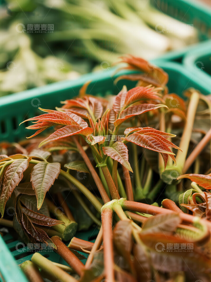 高清大图下载【趣麦麦图】香椿  春味  青翠