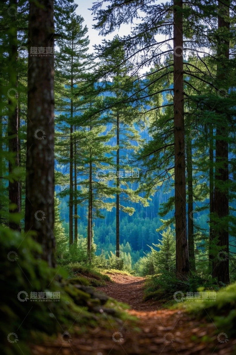 高清大图下载【趣麦麦图】森林中的林间小道风景