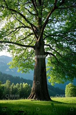 山林中茂盛的大树