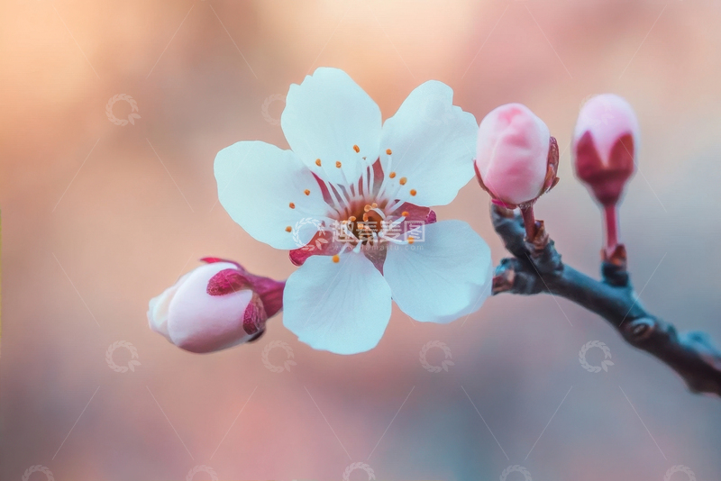 高清大图下载【趣麦麦图】桃花花枝和花苞