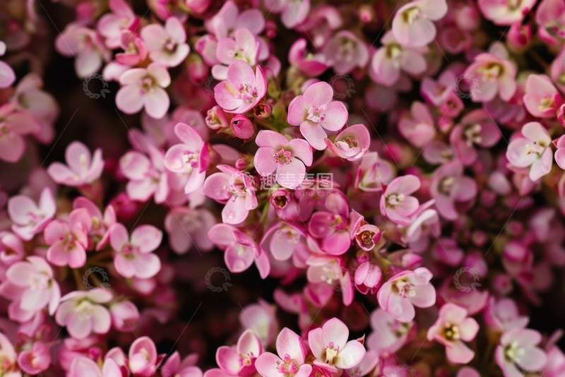 高清大图下载【趣麦麦图】盛开的粉色小花卉