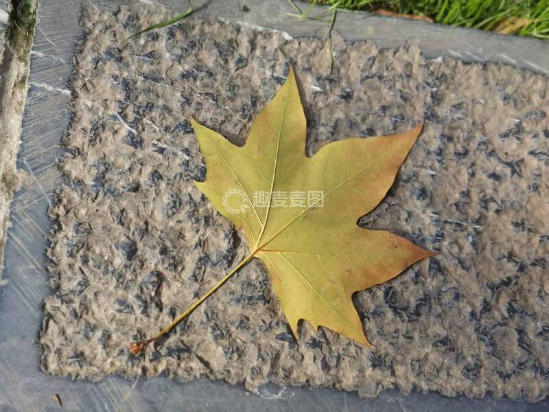 高清大图下载【趣麦麦图】-秋天落叶花岗岩背景摄影