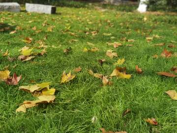 秋日草地落叶风景