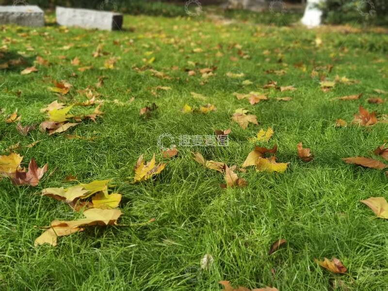 高清大图下载【趣麦麦图】秋日草地落叶风景