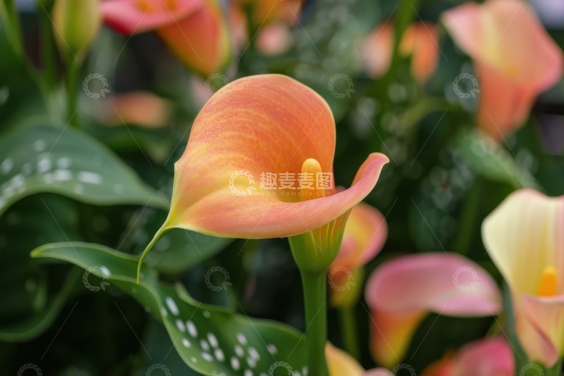 高清大图下载【趣麦麦图】鲜花花卉植物