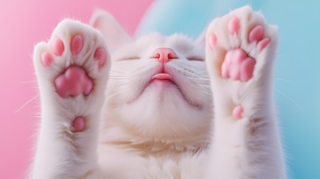 萌宠猫咪爪子特写摄影