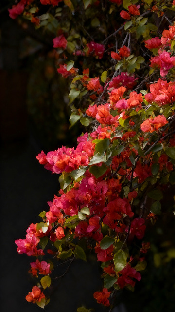 盛开三角梅绿叶相映成趣