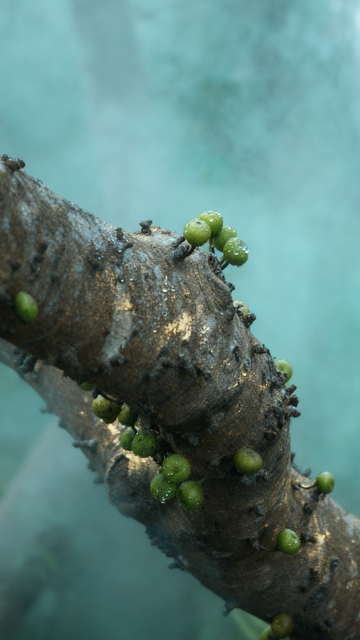 聚果榕生长果实树干静物拍摄