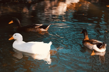 鸭子戏水自然风光摄影图片