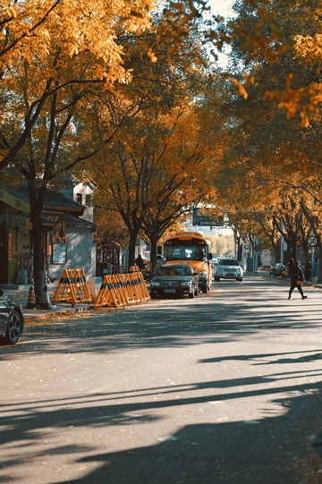秋意浓街道风光摄影