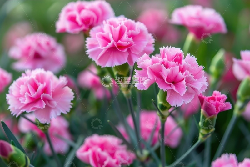 高清大图下载【趣麦麦图】盛开的一簇康乃馨花丛