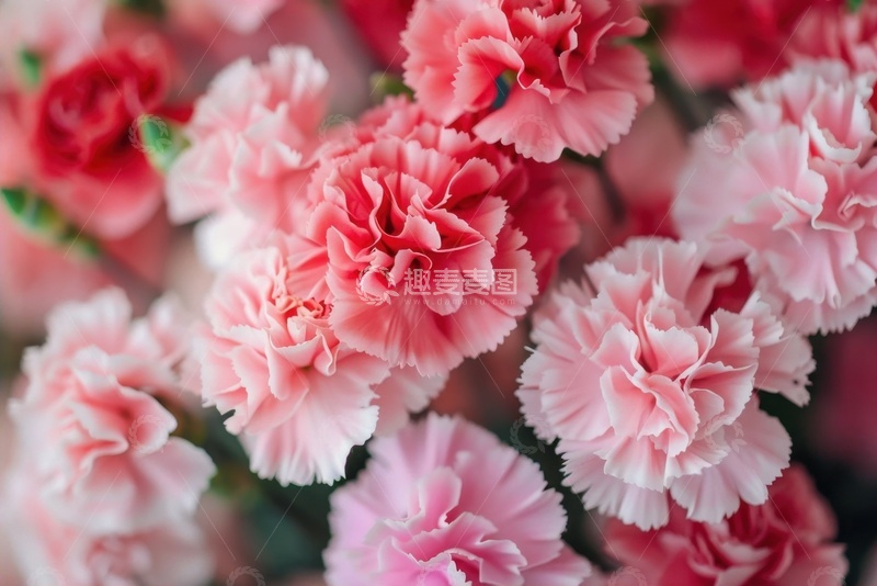 高清大图下载【趣麦麦图】-一簇浅粉色的康乃馨花束