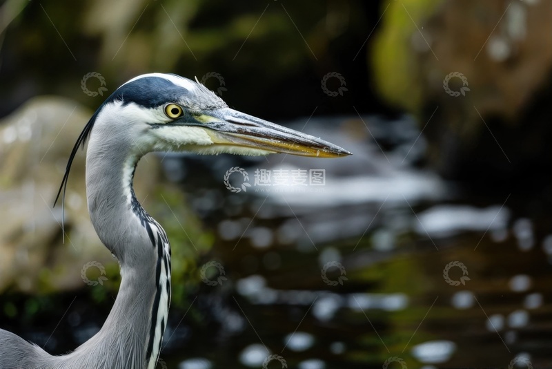 高清大图下载【趣麦麦图】河边的一只白鹭特写