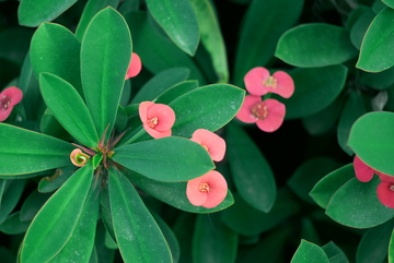 生机盎然绿叶粉花植物摄影