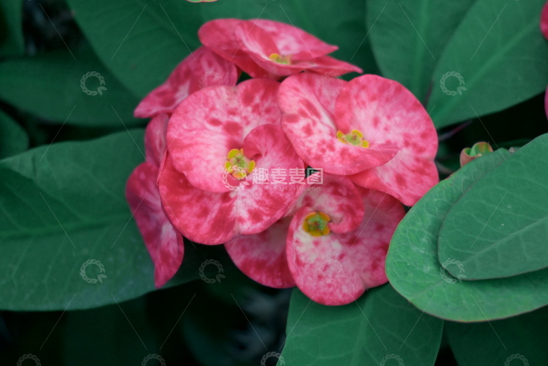 高清大图下载【趣麦麦图】粉红花朵绿植特写摄影图片