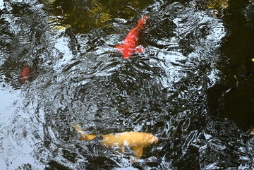 锦鲤戏水鱼池风光