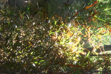 阳光透过树叶的风景