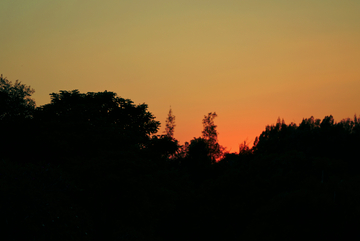 夕阳剪影树木风景摄影