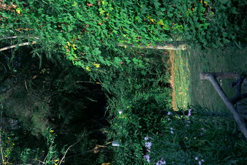 绿意盎然隐秘角落