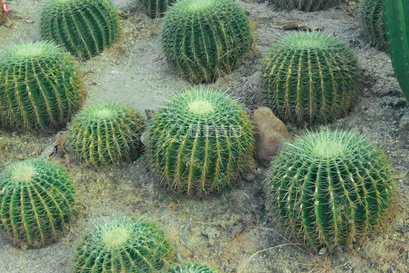 高清大图下载【趣麦麦图】仙人球盆栽景观