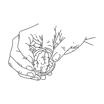 黑白线描手捧核桃插画