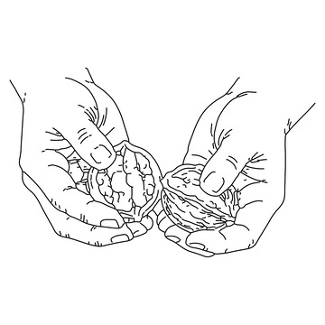 黑白线条双手捧坚果简笔画