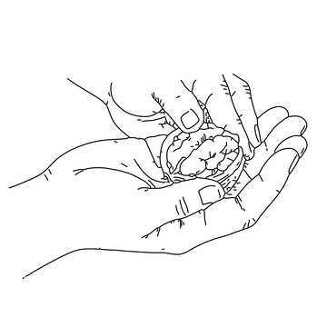 线描手掌有核桃素描插画