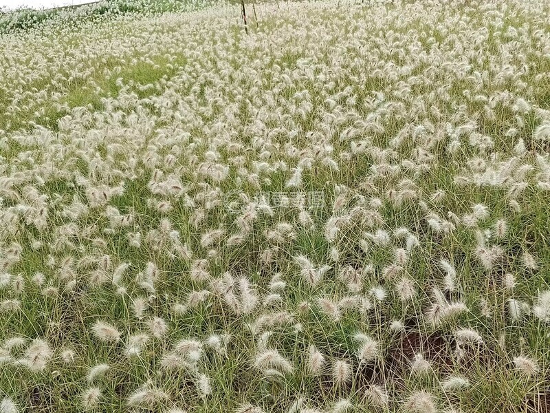 高清大图下载【趣麦麦图】-花海风景景观