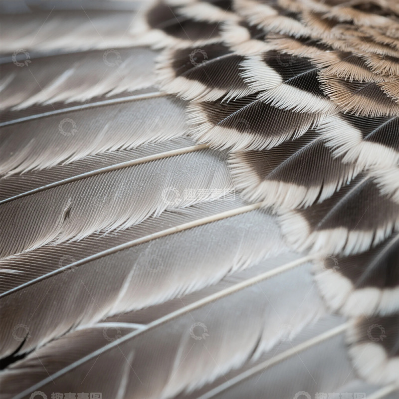高清大图下载【趣麦麦图】羽毛细节特写摄影素材