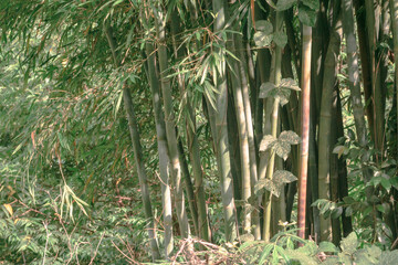 竹林风光自然景致摄影图片