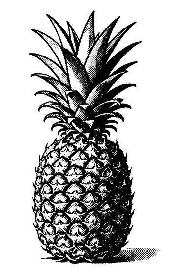 黑白线描菠萝插画