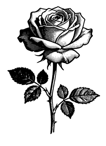 黑白玫瑰线描花卉图案