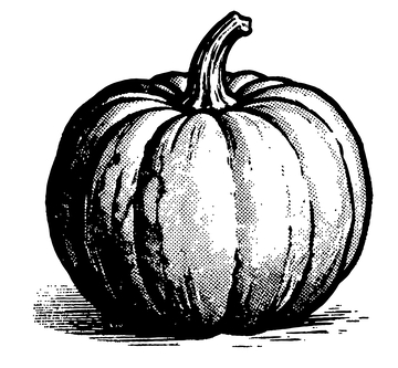 黑白南瓜素描插画