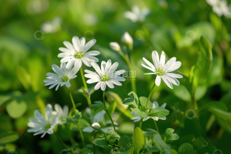 高清大图下载【趣麦麦图】绿草地上盛开的小白花