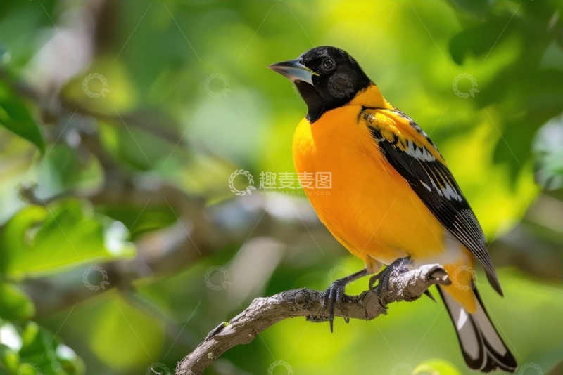 高清大图下载【趣麦麦图】黄鹂鸟特写摄影