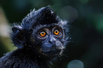 一只黑色的小猴子