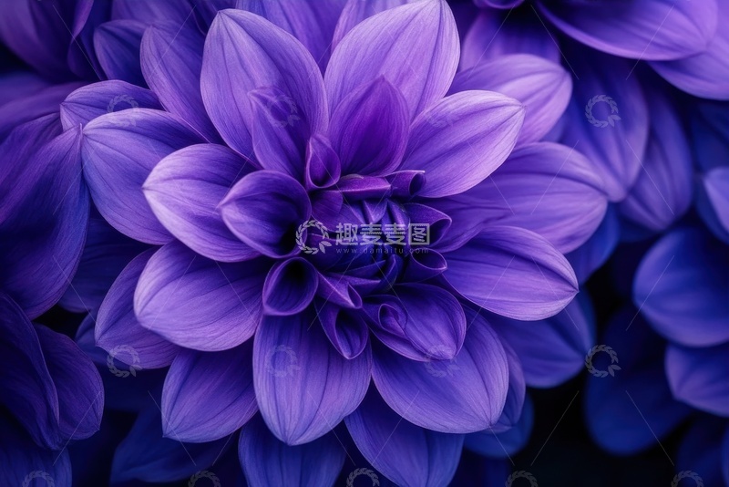 高清大图下载【趣麦麦图】盛开的紫色花卉