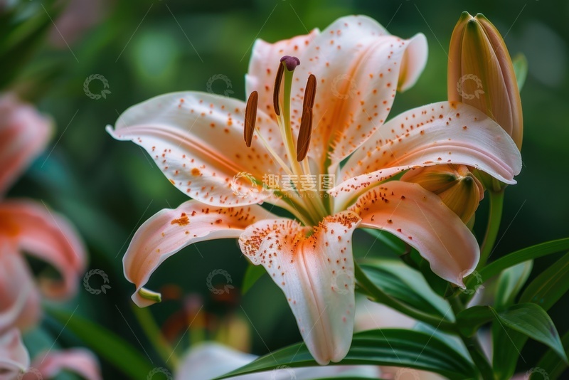 高清大图下载【趣麦麦图】盛开的一朵百合花