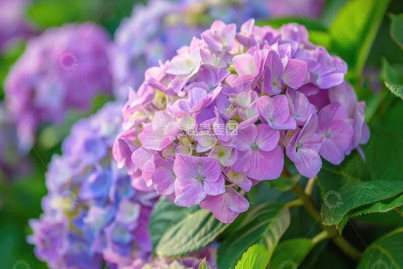 高清大图下载【趣麦麦图】盛开的粉色绣球花植物