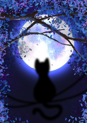 月光下的黑猫