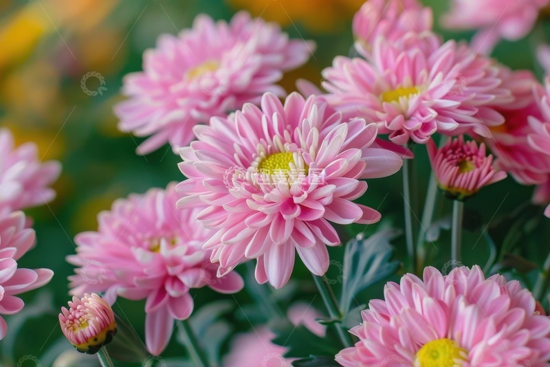 高清大图下载【趣麦麦图】盛开的粉色菊花花丛