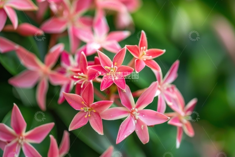 高清大图下载【趣麦麦图】盛开的满天星花卉