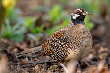 荒野里的一只野山鸡
