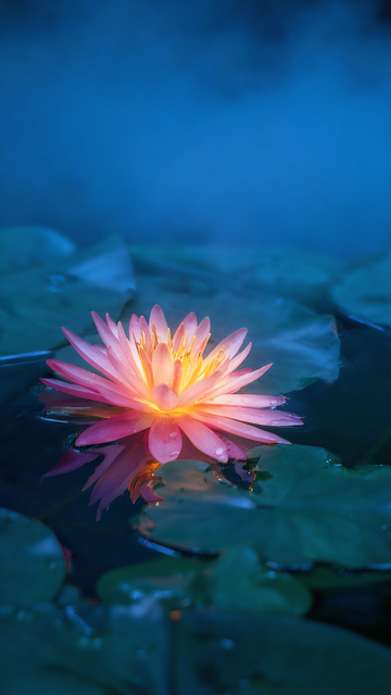 睡莲蓝调光影梦幻背景壁纸设计素材